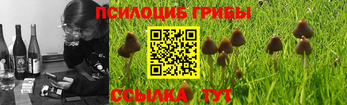 Псилоцибиновые грибы Psilocybine cubensis Вязьма